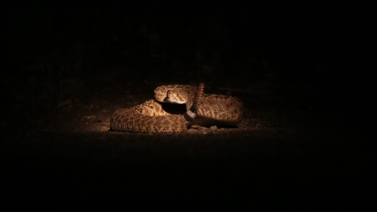 Talisman: Snake, video still